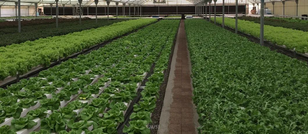 Hydroponics Garden Nft PVC Channel Growing System Hydroponics Eqiupment for Lettuce Leafy Greens