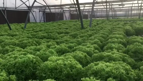 Cultivo comercial libre de suelo Nft Sistemas de cultivo hidropónico de calidad alimentaria para verduras de hojas verdes