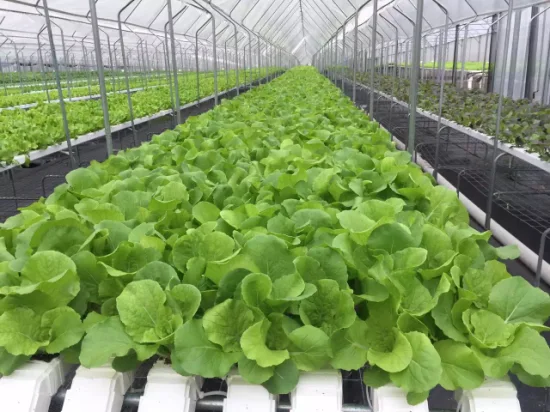 Venta caliente comercial Sistema de canales hidropónicos en invernaderos y granjas Sistema hidropónico Nft con equipo hidropónico para cultivo de lechuga/apio/verduras