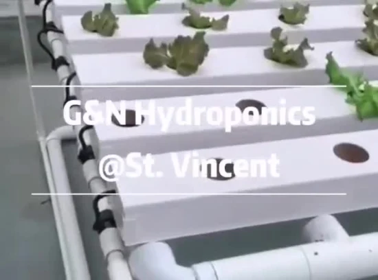 Nft Hydroponics Sistemas de invernadero hidropónico agrícola Sistema de canal Nft comercial para verduras de hojas verdes