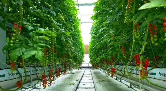 Sistema de cultivo hidropónico de canales verticales horizontales Nft para verduras de hoja de jardín de flores verdes/apio/lechuga